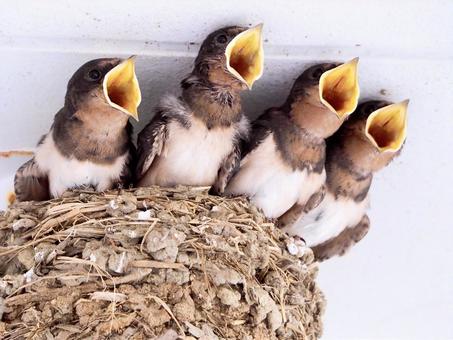 ツバメの造巣対策やってます 鳩対策 鳥害 省エネ提案 竹腰工業所鳩対策 鳥害 省エネ提案 竹腰工業所